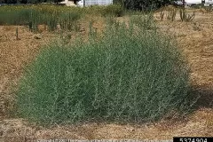 Tumbleweed-plant-growing-wild