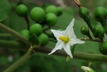 Turkey-berry-close-up-flower