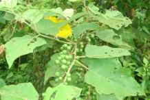 Turkey-berry-leaves