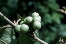 Turkey-berry