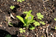 Turkey-corn-seedlings