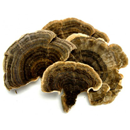 Dried--Turkey-Tail mushroom