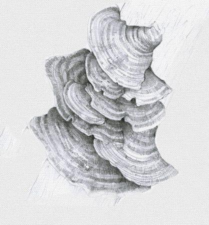 Sketch-of-Turkey-Tail-Mushroom