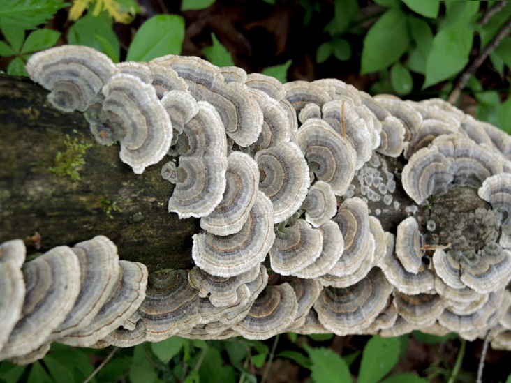 Turkey-Tail-mushroom growing-wild