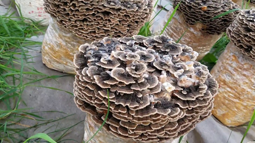 Turkey-Tail-mushroom-farming