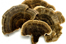 Dried--Turkey-Tail mushroom
