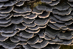 Closer-view-of Turkey-Tail-mushroom-png