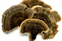 Dried--Turkey-Tail mushroom