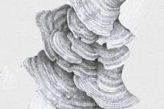 Sketch-of-Turkey-Tail-Mushroom