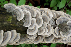 Turkey-Tail-mushroom growing-wild