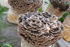 Turkey-Tail-mushroom-farming
