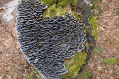 Turkey-Tail-mushroom