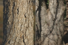 Bark-of-Turkish-hazelnut