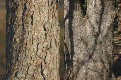 Bark-of-Turkish-hazelnut