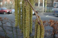 Catkins-of-Turkish-hazelnut