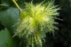 Immature-fruit-of-Turkish-hazelnut