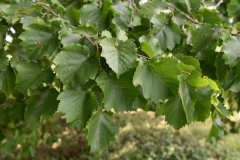 Leaves-of-Turkish-hazelnut