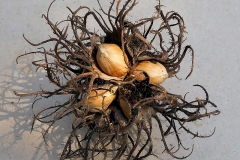 Matured-fruit-of-Turkish-hazelnut