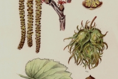 Plant-Illustration-of-Turkish-hazelnut