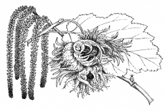 Sketch-of-Turkish-hazelnut