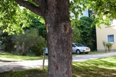 Trunk-of-Turkish-hazelnut