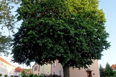 Turkish-hazelnut-Tree