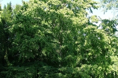Turkish-hazelnut-tree-growing-wild