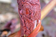 Flower-bud