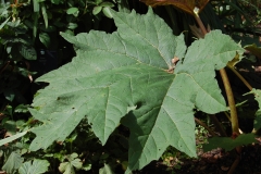 Leaves