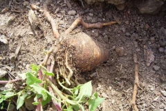 Root
