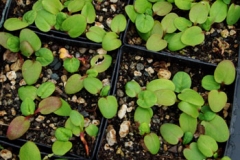 Seedlings