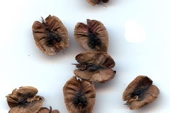 Seeds