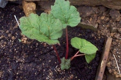 Small-plant