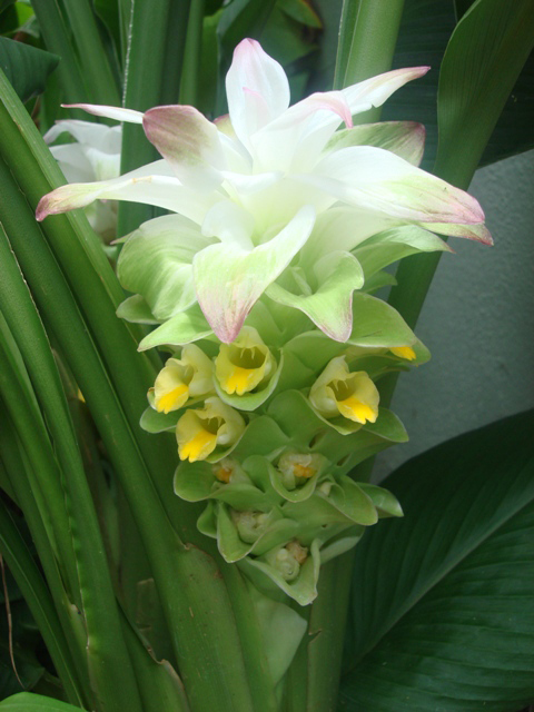 Close-up-flower-of-Turmeric