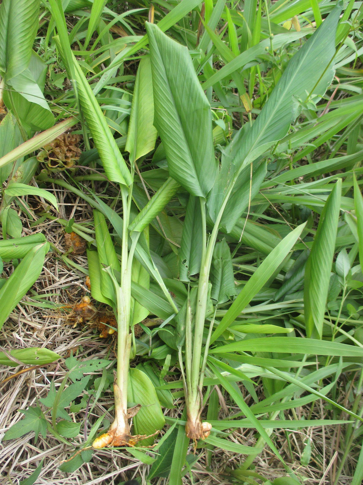 Turmeric-plant