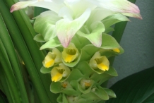Close-up-flower-of-Turmeric