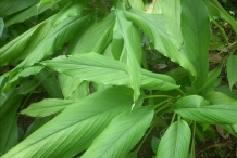 Leaves-of-Turmeric