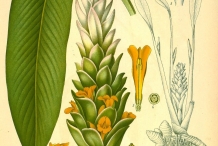 Plant-illustration-of-Turmeric