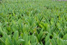 Turmeric-farm