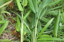 Turmeric-plant