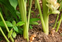 Turmeric-stem