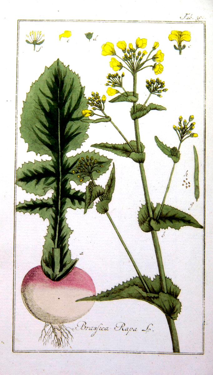 Plant-illustration-of-Turnip