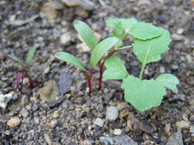 Seedlings-of-Turnip