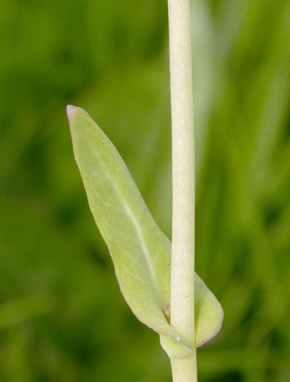 Stem-of-Turnip-plant