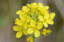 Close-up-flower-of-Turnip