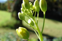 Flower-bud-of-Turnip