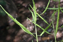 Fruit-of-Turnip-plant
