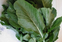 Leaves-of-Turnip