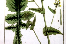 Plant-illustration-of-Turnip