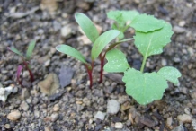 Seedlings-of-Turnip